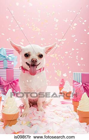 Stock Photography - Chihuahua with confetti and birthday gifts. Fotosearch