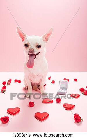 Stock Photograph - Chihuahua with heart shapes and engagement ring. Fotosearch