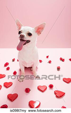 Stock Photo - Chihuahua with heart shapes. Fotosearch