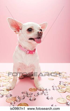 Chihuahua with jewels and coins View Large Photo Image Stock Image - Chihuahua with jewels and coins. Fotosearch