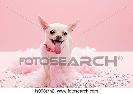 Chihuahua with jewels and feather boa View Large Photo Image Stock Image - Chihuahua with jewels and feather boa. Fotosearch