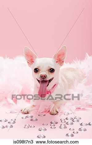 Chihuahua with jewels and feather boa View Large Photo Image Stock Image - Chihuahua with jewels and feather boa. Fotosearch