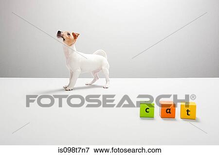 Jack russell puppy and building blocks spelling cat View Large Photo Image Stock Photo - Jack russell puppy and building blocks spelling cat. Fotosearch