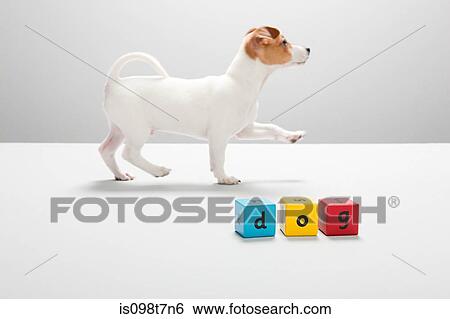 Jack russell puppy and building blocks spelling dog View Large Photo Image Stock Photograph - Jack russell puppy and building blocks spelling dog. Fotosearch