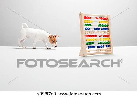 Jack russell puppy with abacus View Large Photo Image Stock Photo - Jack russell puppy with abacus. Fotosearch