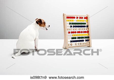 Jack russell puppy with abacus View Large Photo Image Stock Photo - Jack russell puppy with abacus. Fotosearch