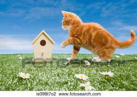 Stock Image - Kitten and birdhouse. Fotosearch