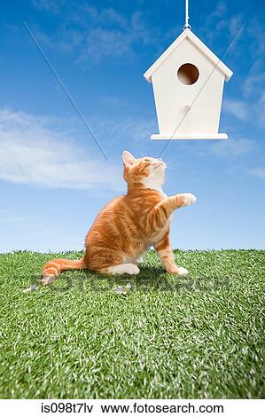 Kitten and birdhouse View Large Photo Image Stock Photo - Kitten and birdhouse. Fotosearch