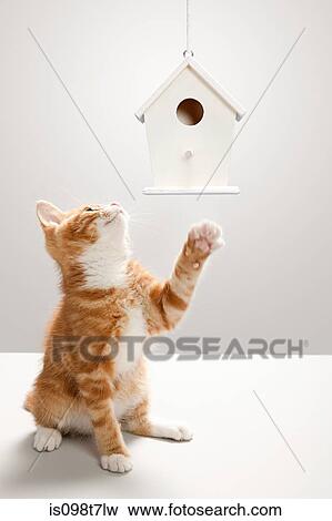 Kitten and birdhouse View Large Photo Image Stock Photo - Kitten and birdhouse. Fotosearch
