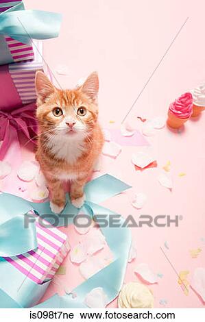Stock Image - Kitten and gifts. Fotosearch