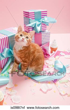 Kitten and gifts View Large Photo Image Stock Image - Kitten and gifts. Fotosearch