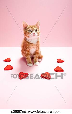 Stock Image - Kitten and heart shapes. Fotosearch