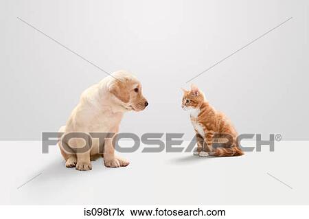 Kitten and labrador puppy View Large Photo Image Stock Photo - Kitten and labrador puppy. Fotosearch