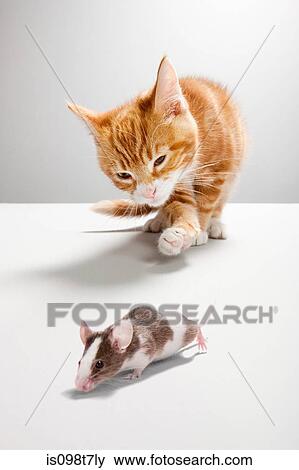 Kitten chasing mouse View Large Photo Image Stock Photo - Kitten chasing mouse. Fotosearch