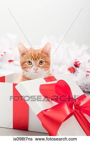 Kitten in christmas gift box View Large Photo Image Stock Photograph - Kitten in christmas gift box. Fotosearch