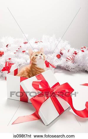 Kitten in christmas gift box View Large Photo Image Stock Photograph - Kitten in christmas gift box. Fotosearch