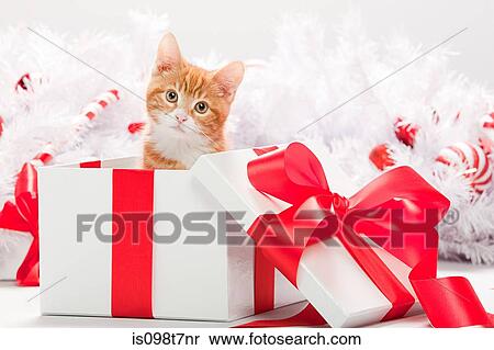 Stock Photography - Kitten in christmas gift box. Fotosearch