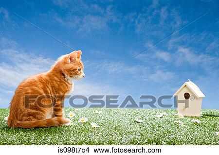 Kitten looking at birdhouse View Large Photo Image Picture - Kitten looking at birdhouse. Fotosearch
