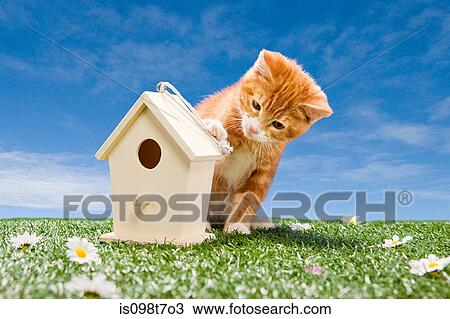 Stock Image - Kitten looking at birdhouse. Fotosearch