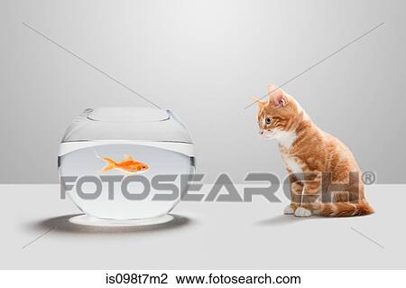 Kitten looking at goldfish in bowl View Large Photo Image Stock Image - Kitten looking at goldfish in bowl. Fotosearch