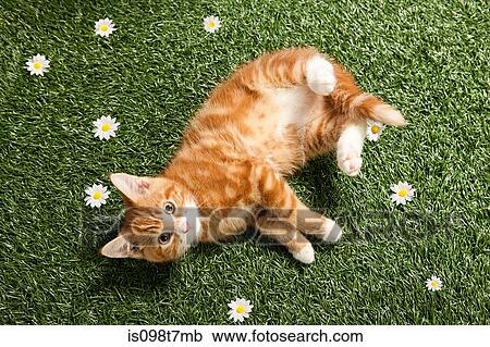 Kitten lying on grass View Large Photo Image Stock Image - Kitten lying on grass. Fotosearch