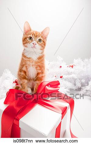 Kitten on a christmas gift box View Large Photo Image Picture - Kitten on a christmas gift box. Fotosearch
