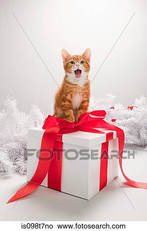 Picture - Kitten on a christmas gift box. Fotosearch