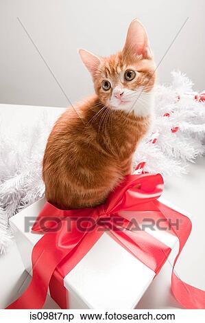Stock Photography - Kitten on a christmas gift box. Fotosearch
