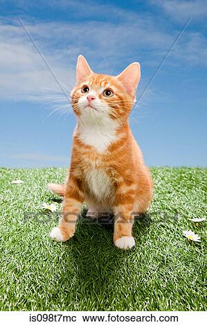 Kitten on grass View Large Photo Image Stock Image - Kitten on grass. Fotosearch