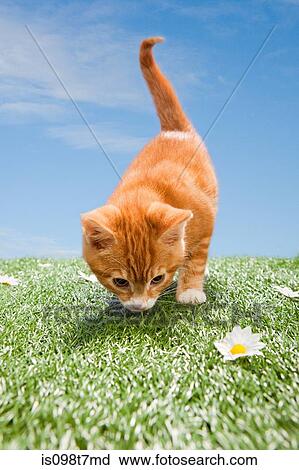 Kitten on grass View Large Photo Image Stock Image - Kitten on grass. Fotosearch