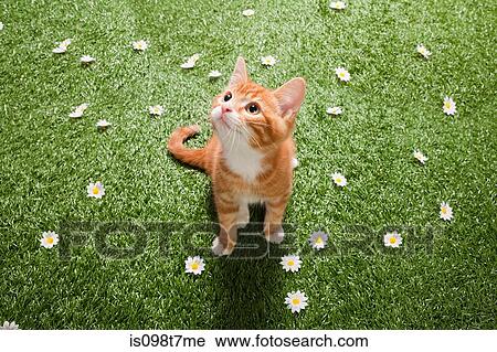 Kitten on grass View Large Photo Image Stock Image - Kitten on grass. Fotosearch