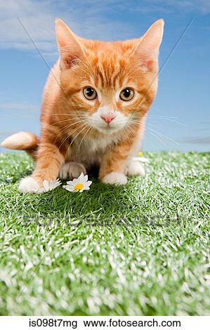 Kitten on grass View Large Photo Image Stock Image - Kitten on grass. Fotosearch