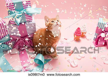 Kitten with confetti and gifts View Large Photo Image Stock Image - Kitten with confetti and gifts. Fotosearch