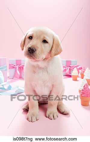 Labrador Chiot A Dons Anniversaire Banque D Image Is098t7ng Fotosearch