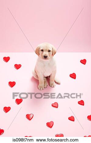 Picture - Labrador puppy and heart shapes. Fotosearch