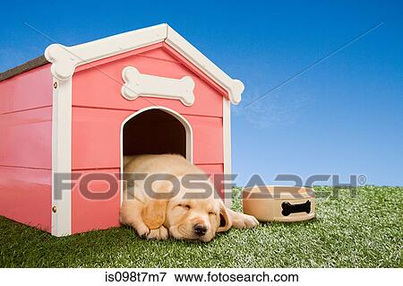Labrador puppy asleep in kennel View Large Photo Image Stock Photo - Labrador puppy asleep in kennel. Fotosearch