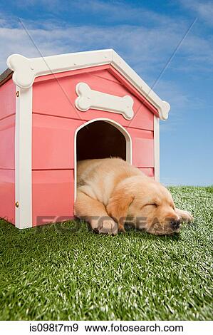 Stock Photo - Labrador puppy asleep in kennel. Fotosearch