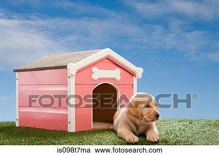 Labrador puppy by kennel View Large Photo Image Stock Image - Labrador puppy by kennel. Fotosearch