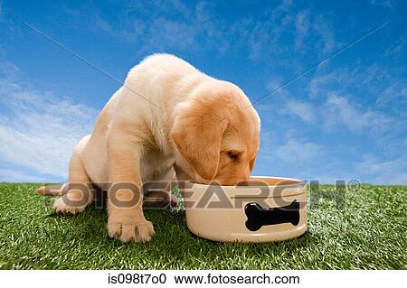Stock Image - Labrador puppy eating from dog bowl. Fotosearch