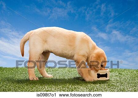 Labrador puppy eating from dog bowl View Large Photo Image Stock Image - Labrador puppy eating from dog bowl. Fotosearch