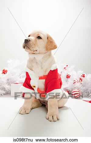 Stock Photograph - Labrador puppy in christmas costume. Fotosearch