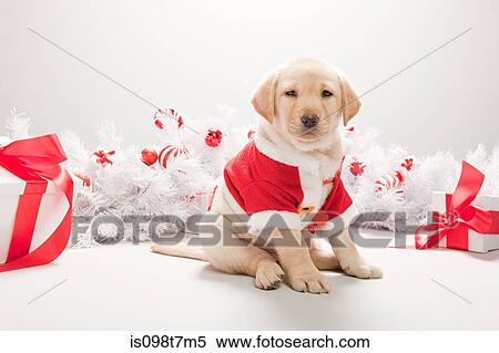 Labrador puppy in christmas costume View Large Photo Image Stock Photography - Labrador puppy in christmas costume. Fotosearch