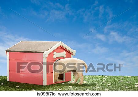 Picture - Labrador puppy in kennel. Fotosearch