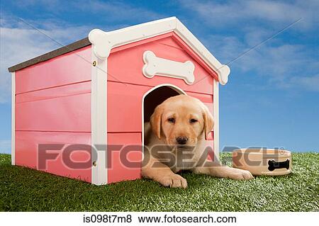 Stock Photo - Labrador puppy in kennel. Fotosearch
