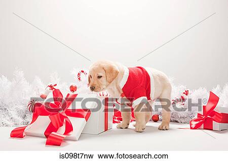 puppy gift box