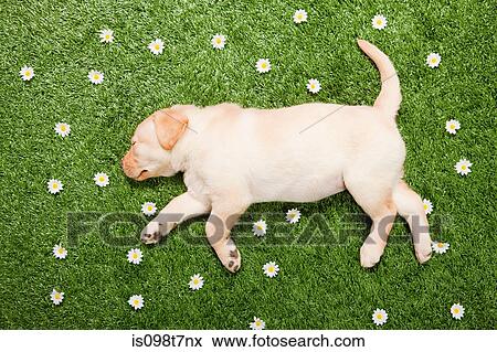 Stock Photo - Labrador puppy sleeping on grass. Fotosearch