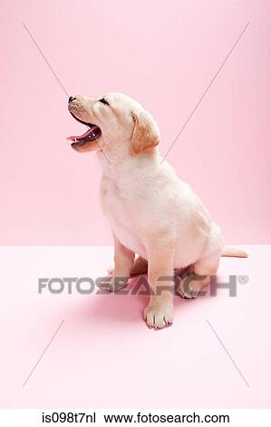 Labrador puppy View Large Photo Image Stock Image - Labrador puppy. Fotosearch