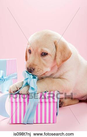 Labrador puppy with birthday gift View Large Photo Image Stock Image - Labrador puppy with birthday gift. Fotosearch