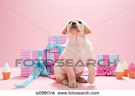 Stock Image - Labrador puppy with birthday gifts. Fotosearch