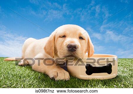 Stock Photo - Labrador puppy with dog bowl. Fotosearch